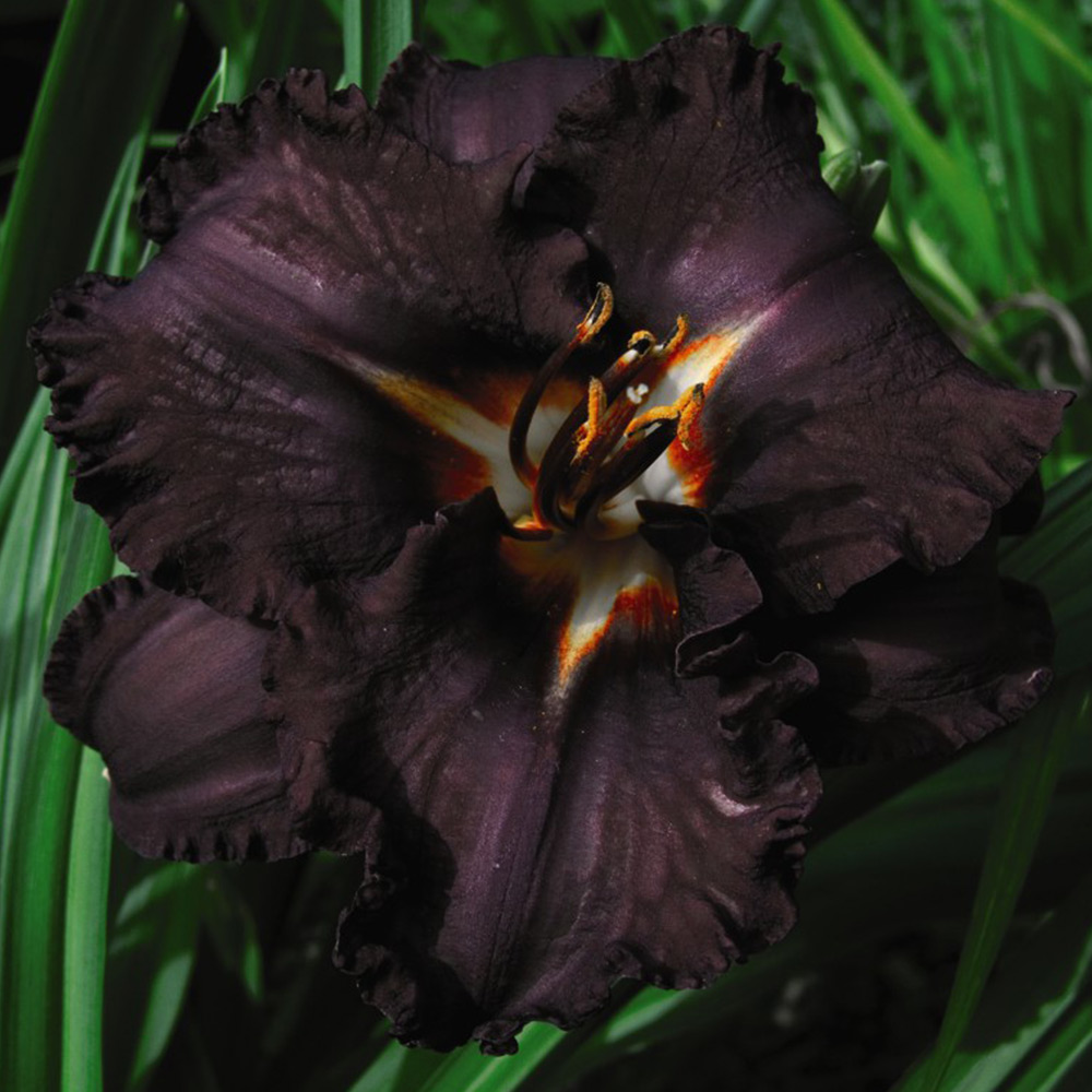 Hemerocallis 'Longfield's Black Magic' image