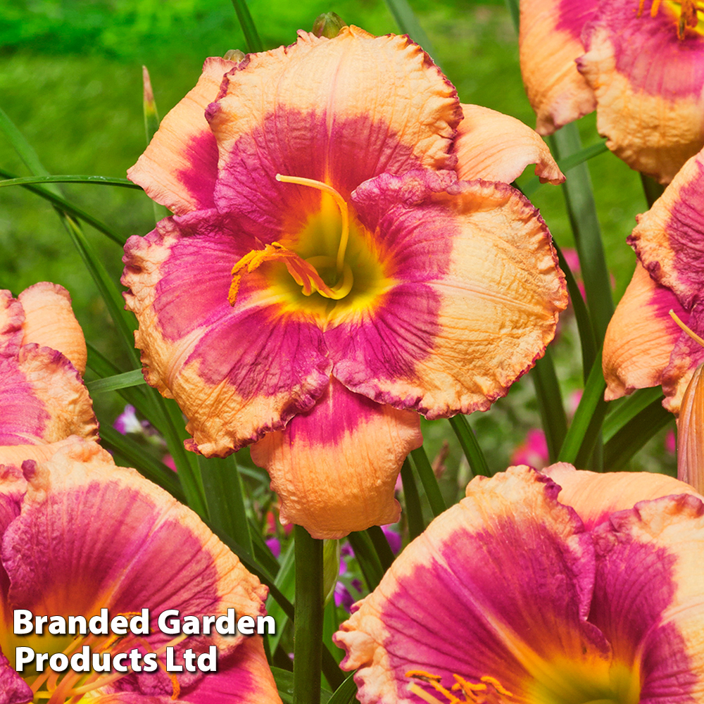 Hemerocallis 'Hello Screamer' image