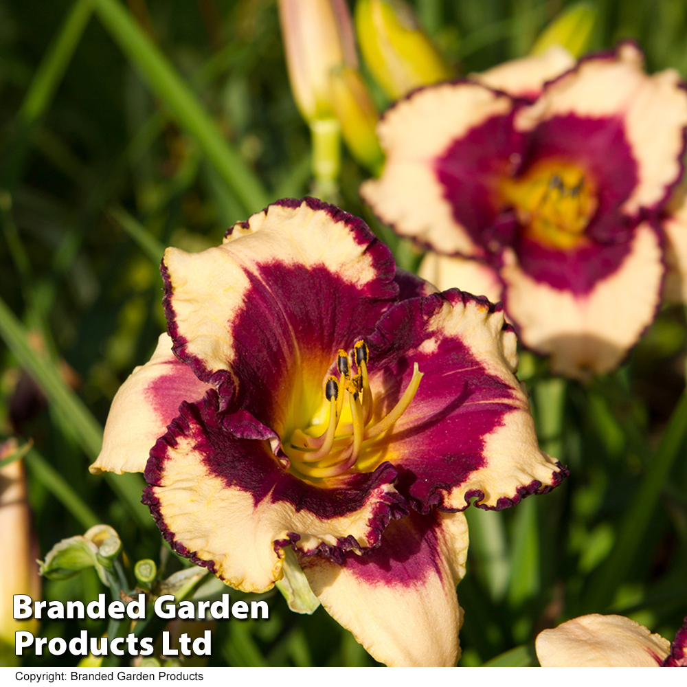 Hemerocallis 'Tropical Surprise' image