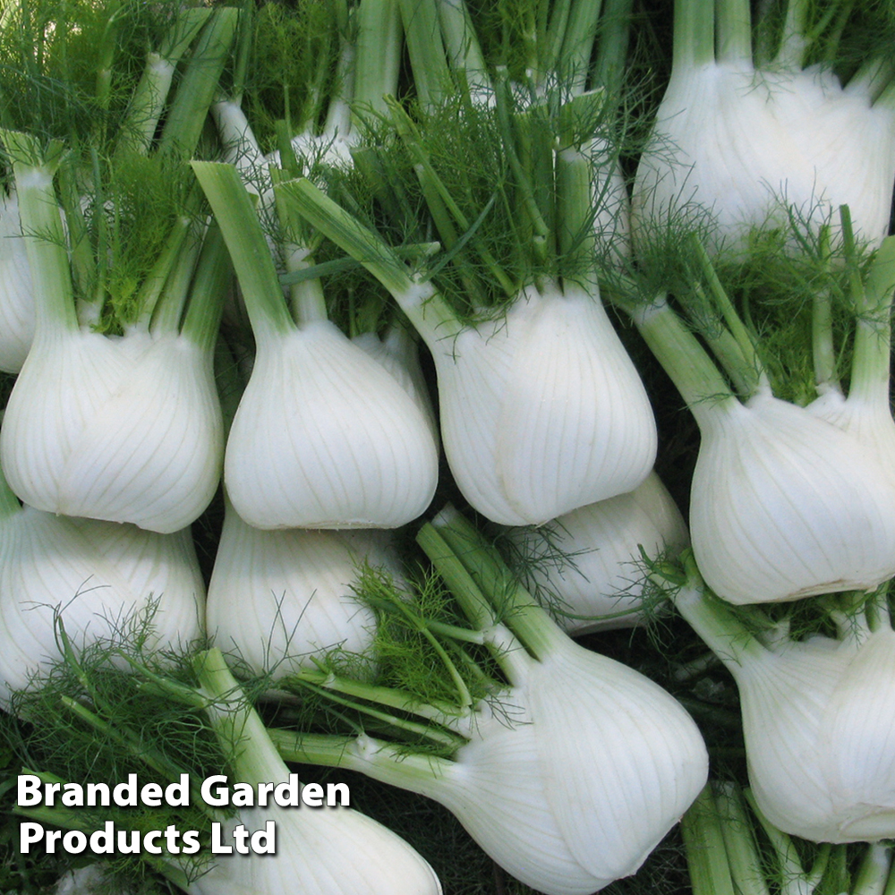 Fennel 'Dragon' F1 - Seeds image