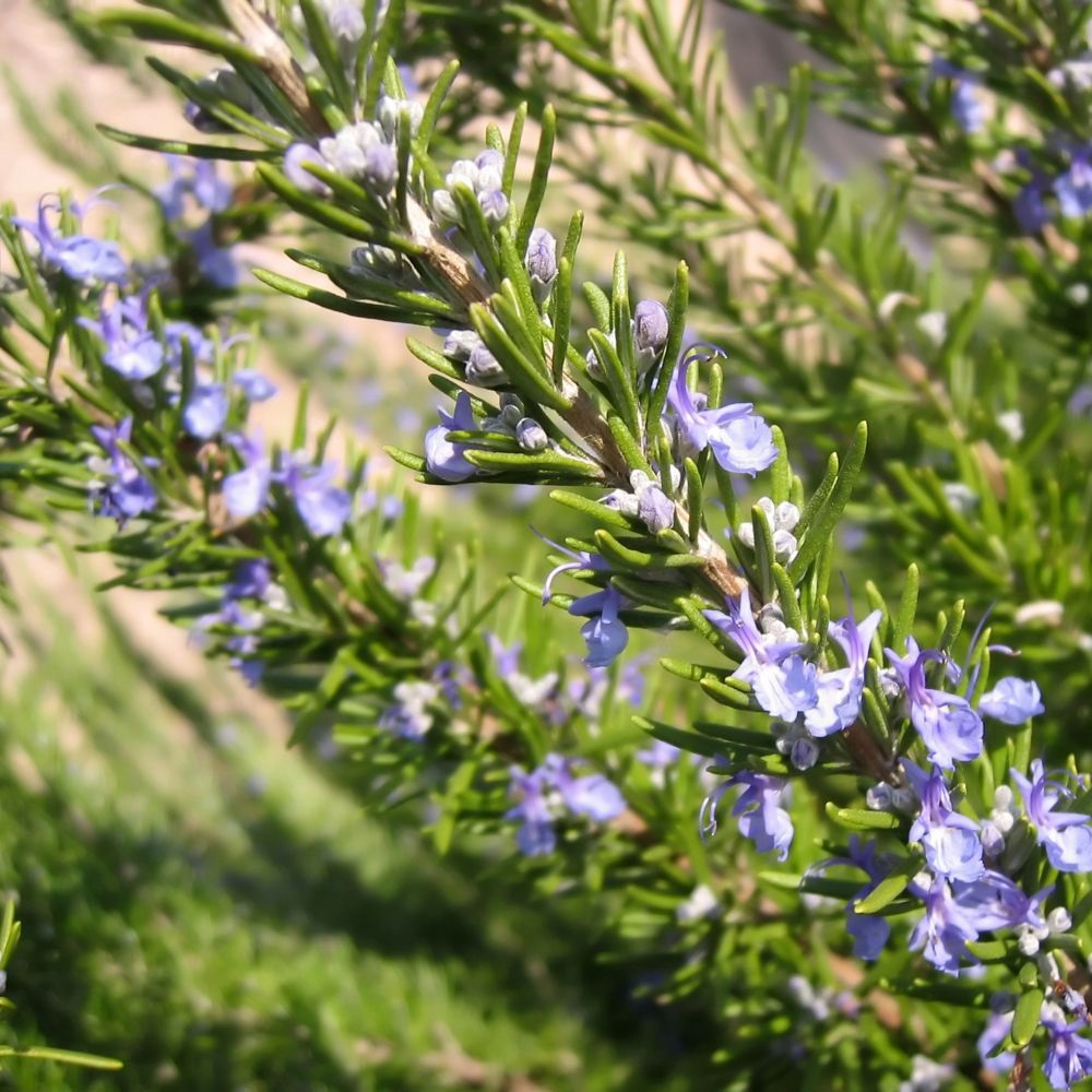 Rosemary 'Corsican' image