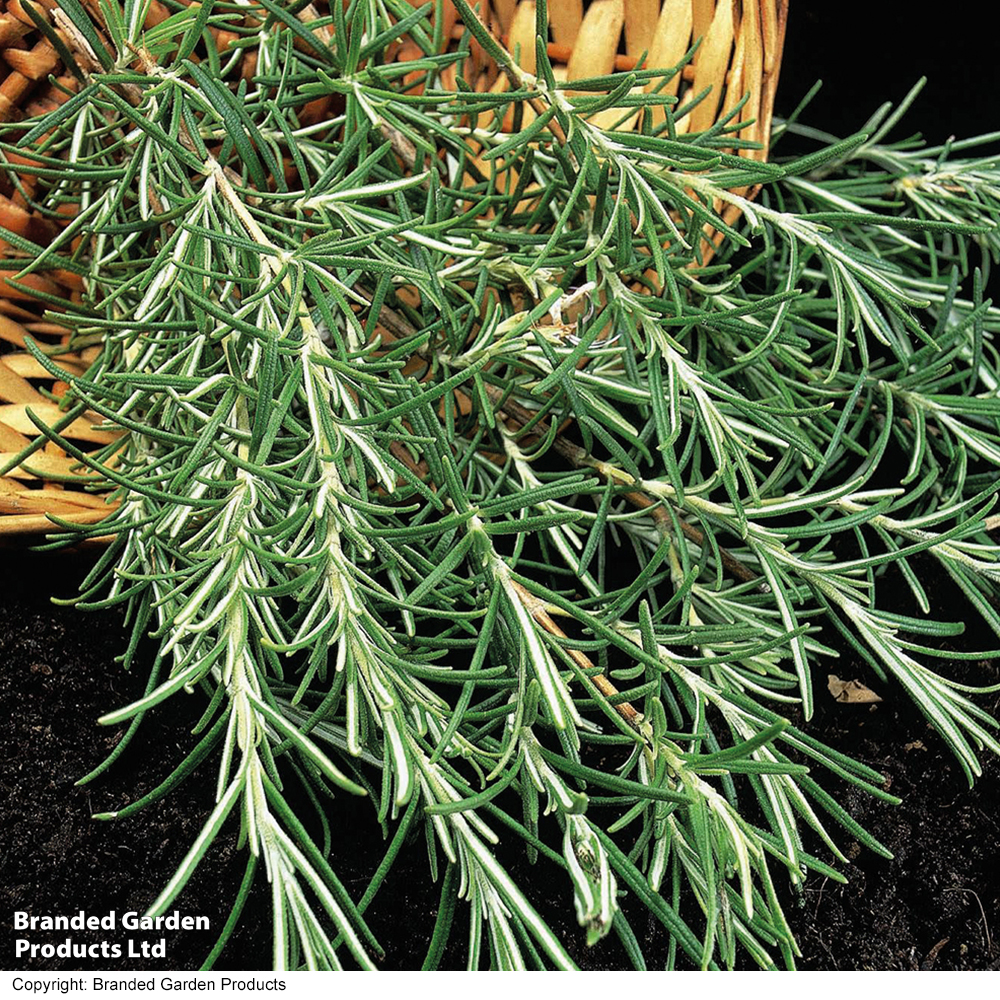 Rosemary image