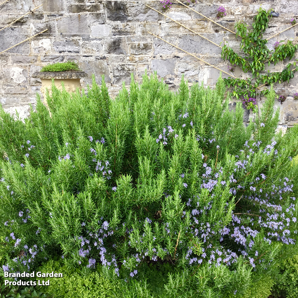 Rosemary 'Roman Beauty' image