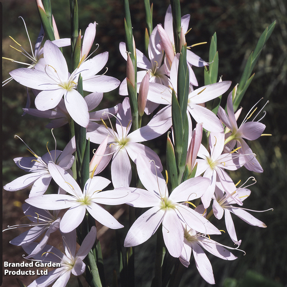 Hesperantha coccinea 'Pink Princess' image