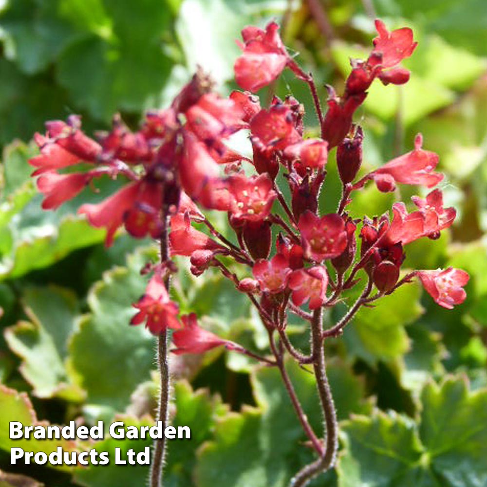 Heuchera sanguinea image