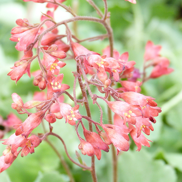 Heuchera Firefly image