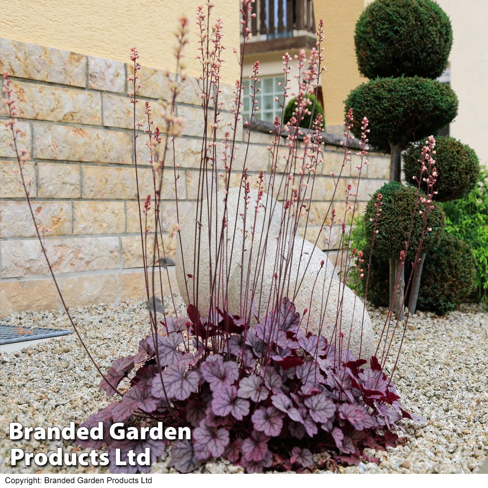 Heuchera 'Forever Purple' image