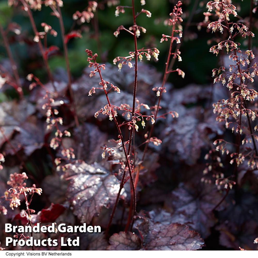 Heuchera 'Plum Pudding' image