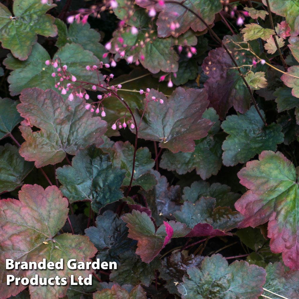 Heuchera 'Rachel' image