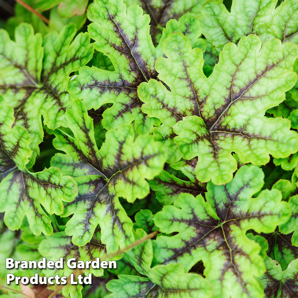 Heucherella 'Tapestry' image