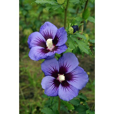 Hibiscus syriacus Ultramarine 'Minultra' image