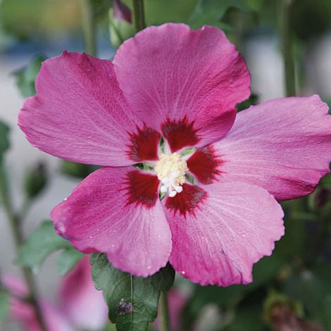 Hibiscus syriacus 'Woodbridge' image