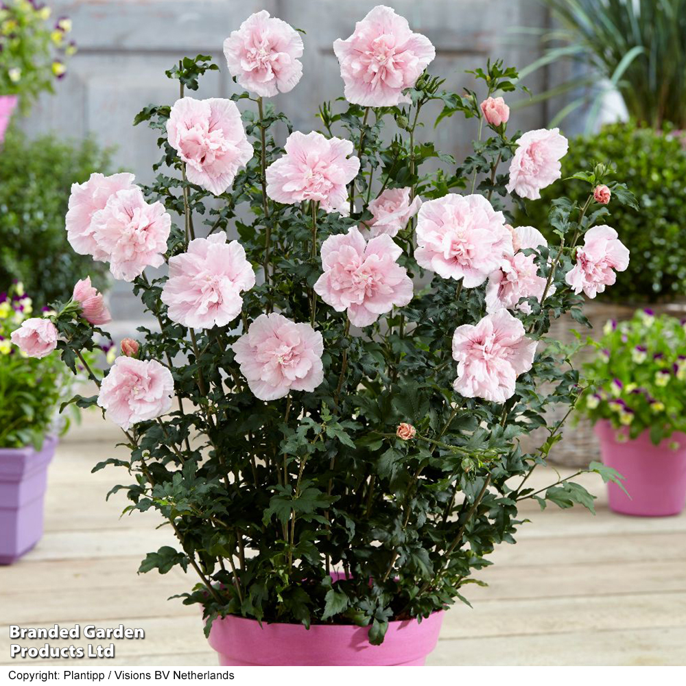 Hibiscus syriacus 'Pink Chiffon' image