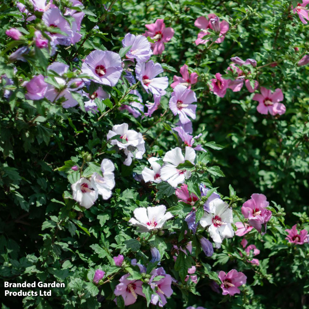 Hibiscus 'Mosaic' image