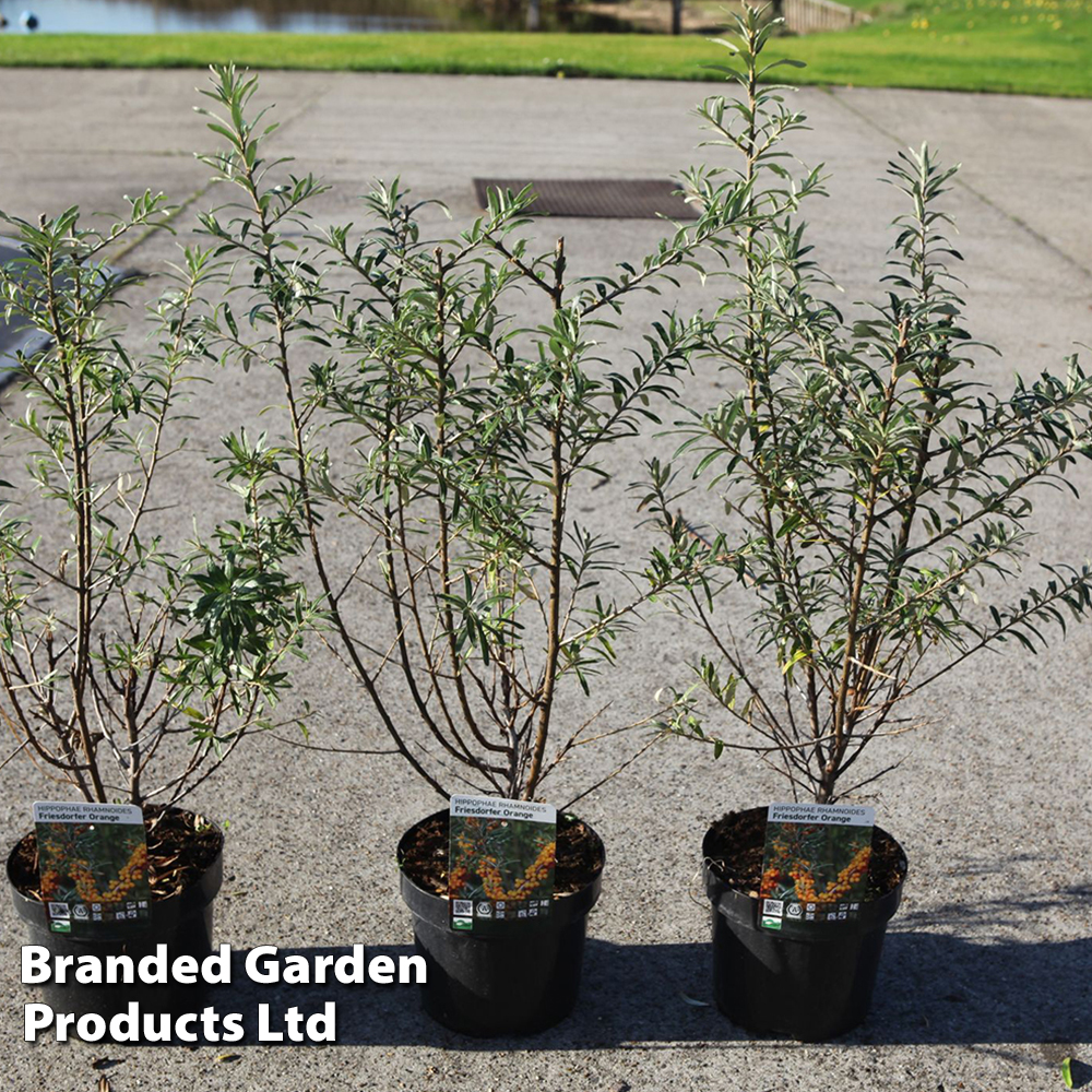 Hippophae rhamnoides 'Friesdorfer Orange' image