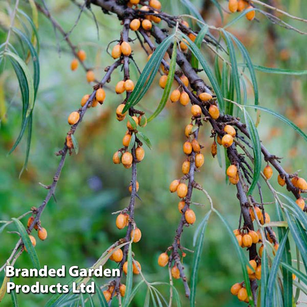 Hippophae rhamnoides 'Leikora' image