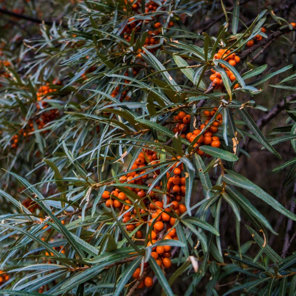 Sea Buckthorn (Hedging) image