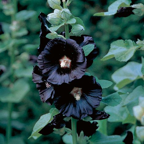 Hollyhock 'Nigra' image