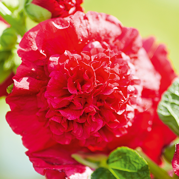 Hollyhock 'Chater's Scarlet' image