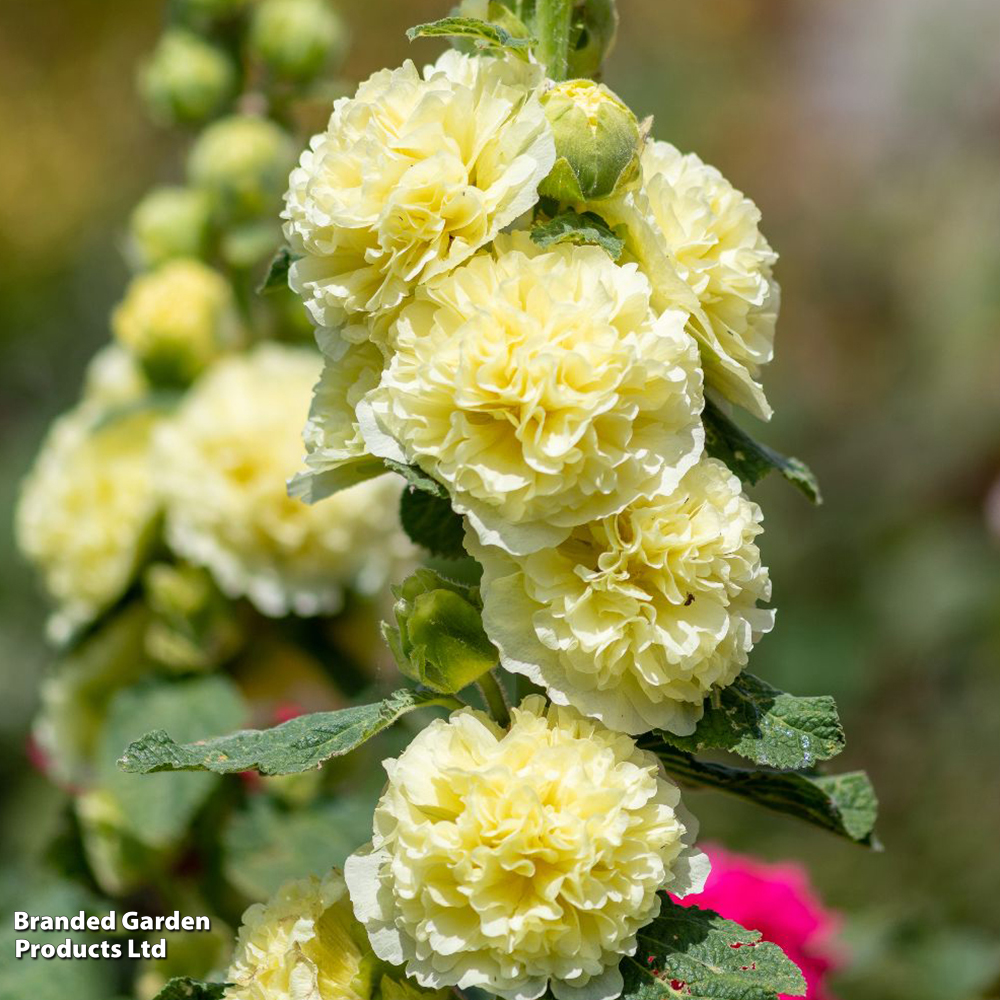 Hollyhock 'Double Yellow' - Seeds image