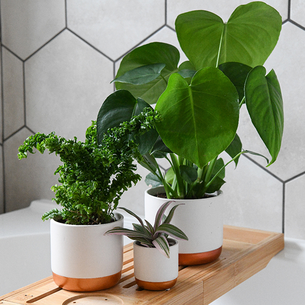 Green Houseplants Bathroom Trio image