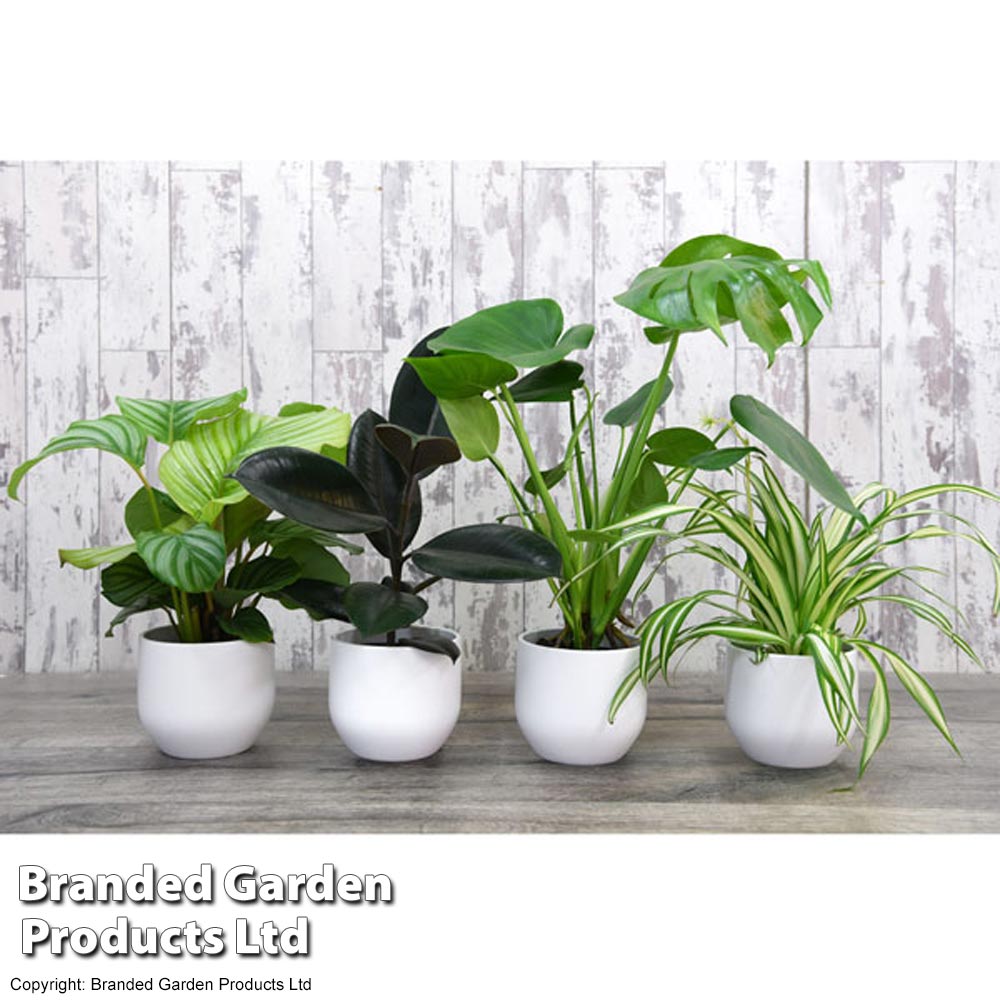 House Plant Urban Jungle Collection image