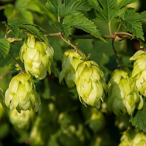 Humulus lupulus image