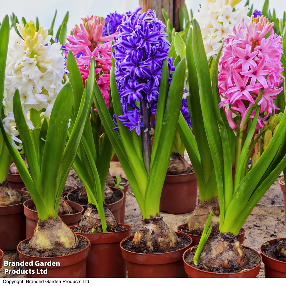 Hyacinth 'Pagoda Mix' image