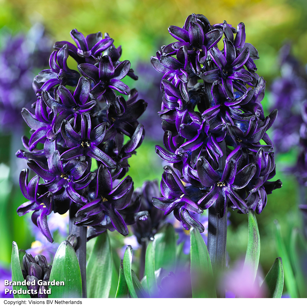 Hyacinth 'Dark Dimension' image