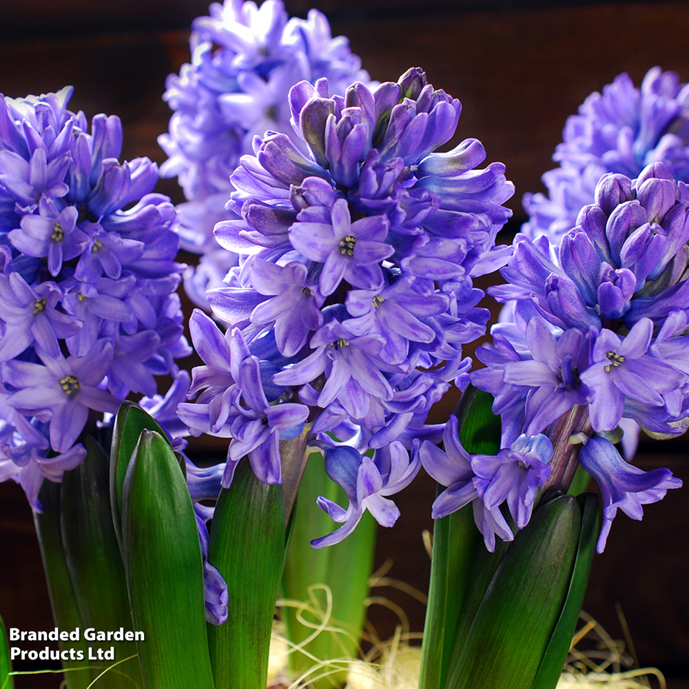 Hyacinth 'Delft Blue' image