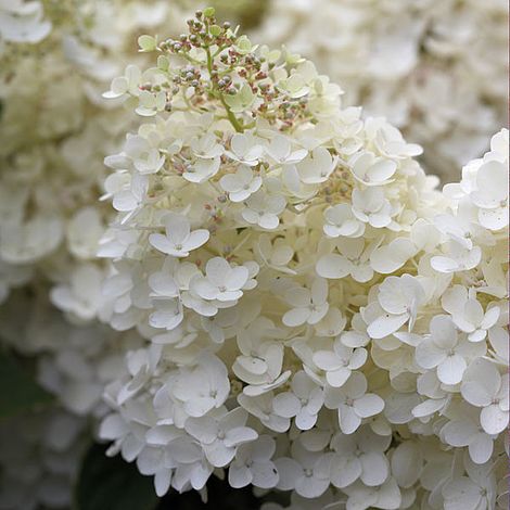 Hydrangea paniculata 'Grandiflora' image