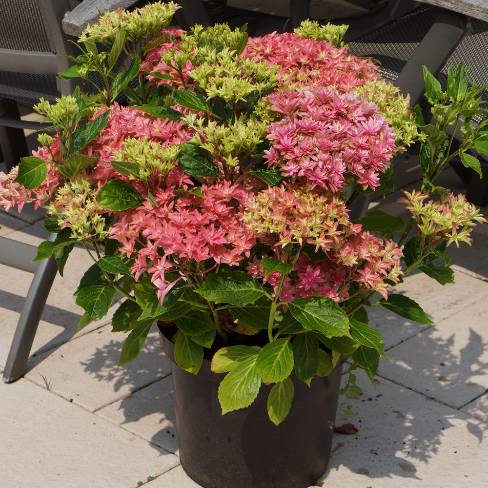 Hydrangea 'Princess Diana' image