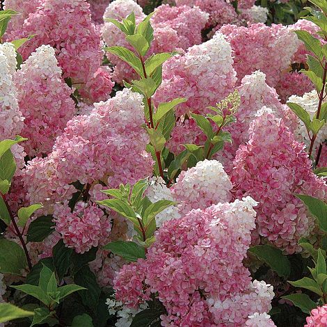 Hydrangea paniculata 'Vanille Fraise' image