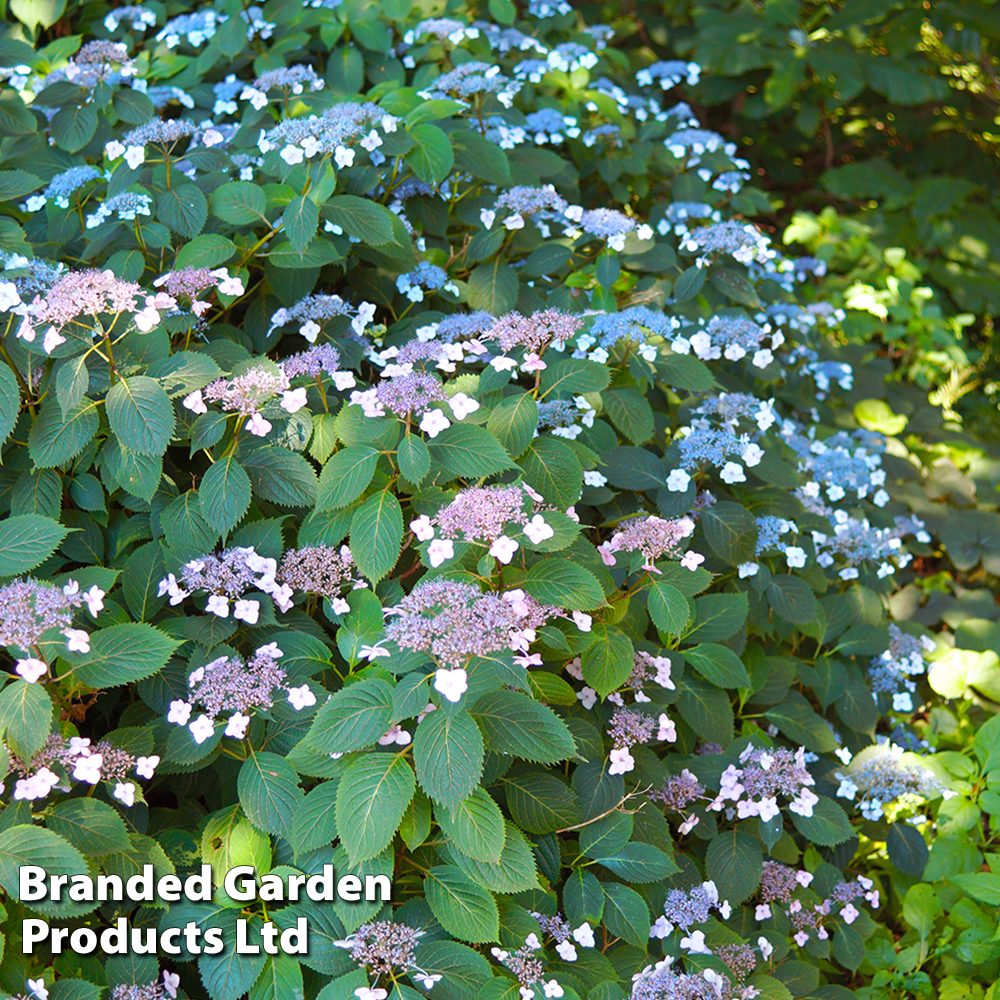 Hydrangea serrata 'Magic Seduction Annie's Blue' image