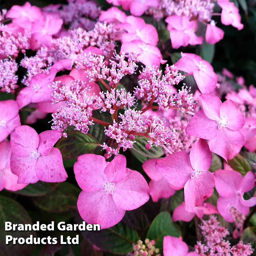 Hydrangea serrata 'Avelroz' image