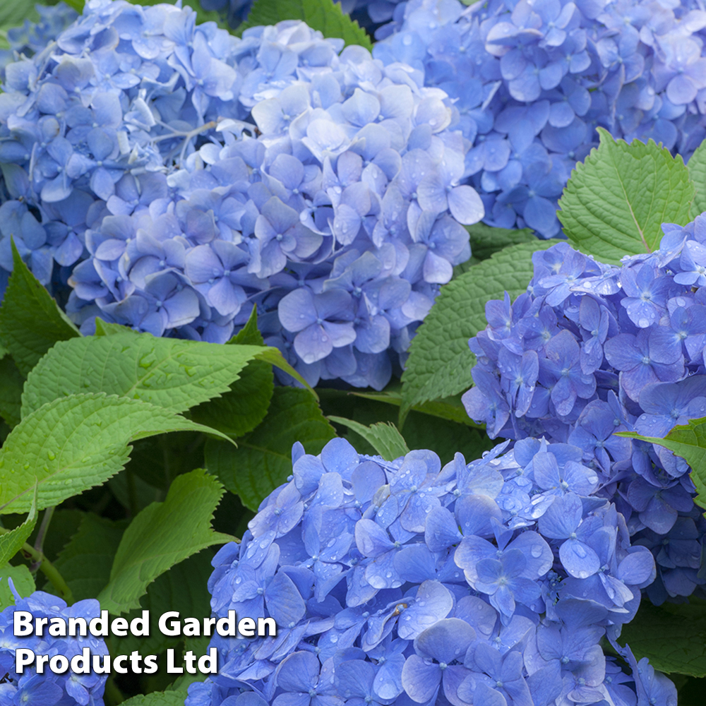 Hydrangea macrophylla 'Blue Danube' image