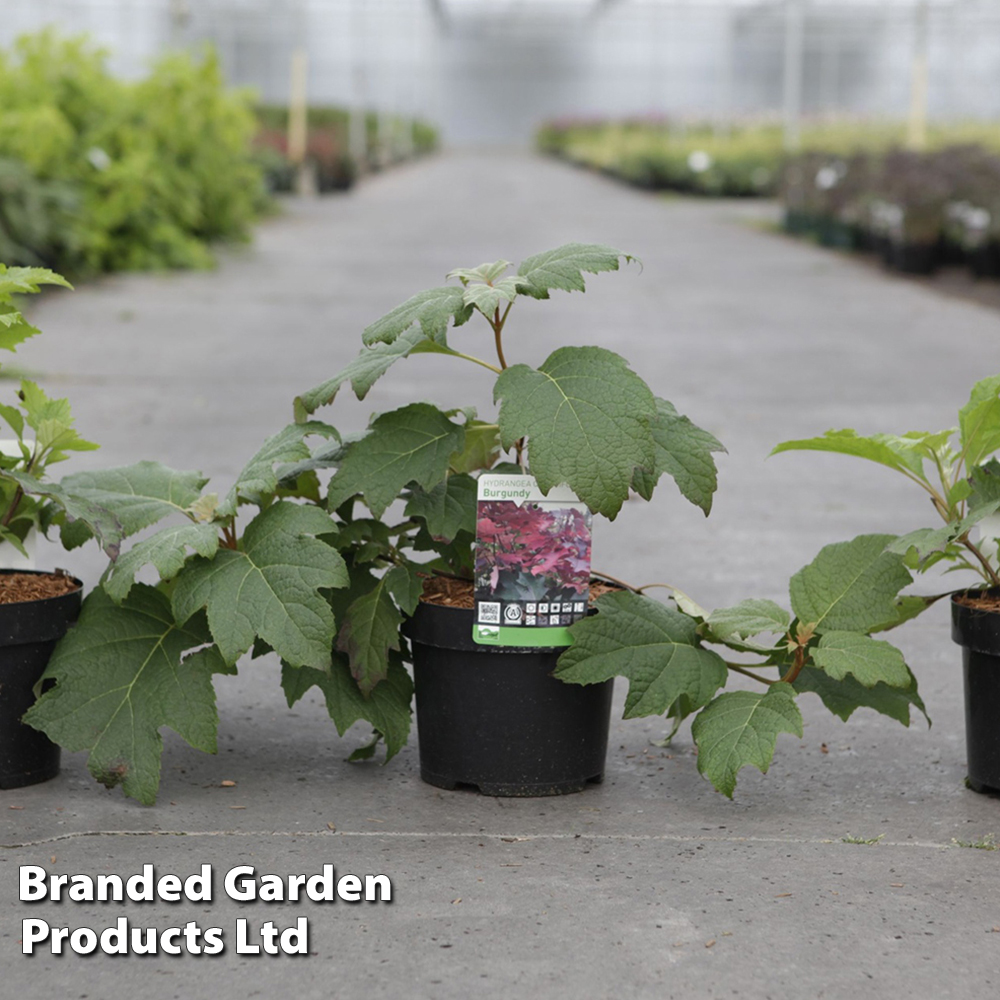 Hydrangea quercifolia 'Burgundy' image