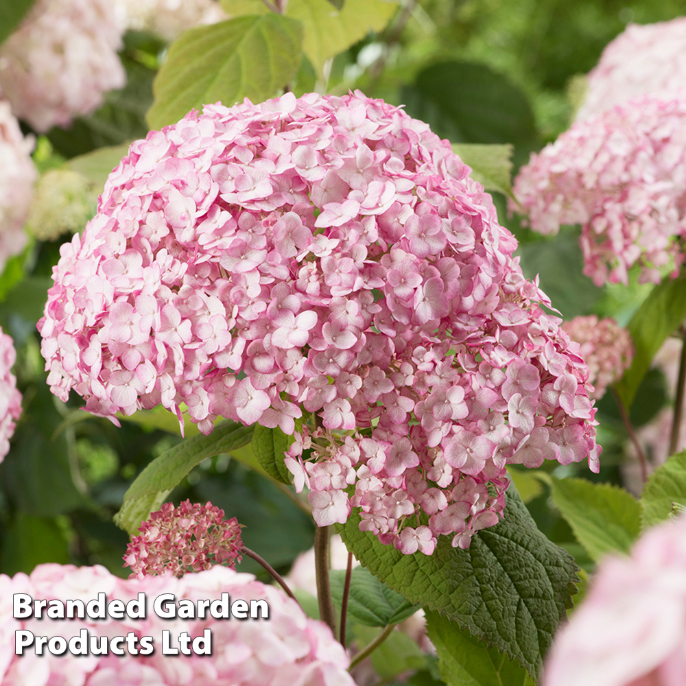 Hydrangea arborescens 'Candybelle Bubblegum' image