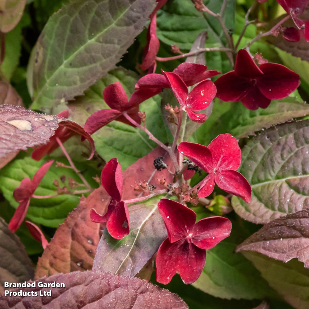 Hydrangea serrata 'Daredevil' image