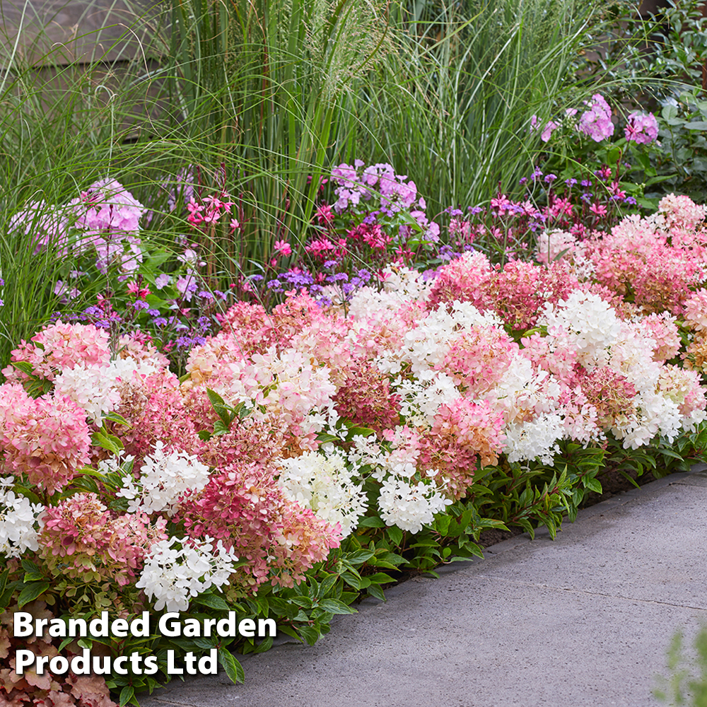 Hydrangea paniculata 'Groundbreaker Blush' image