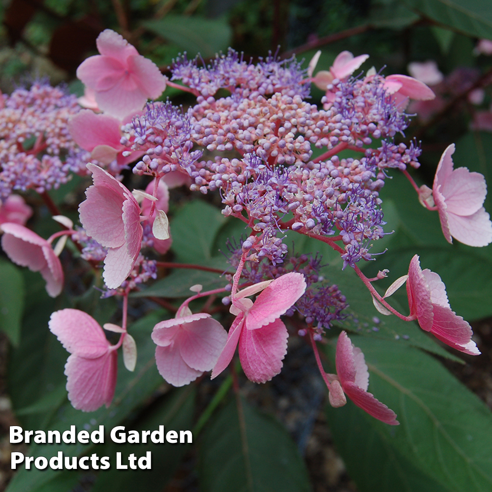 Hydrangea aspera 'Hot Chocolate' image