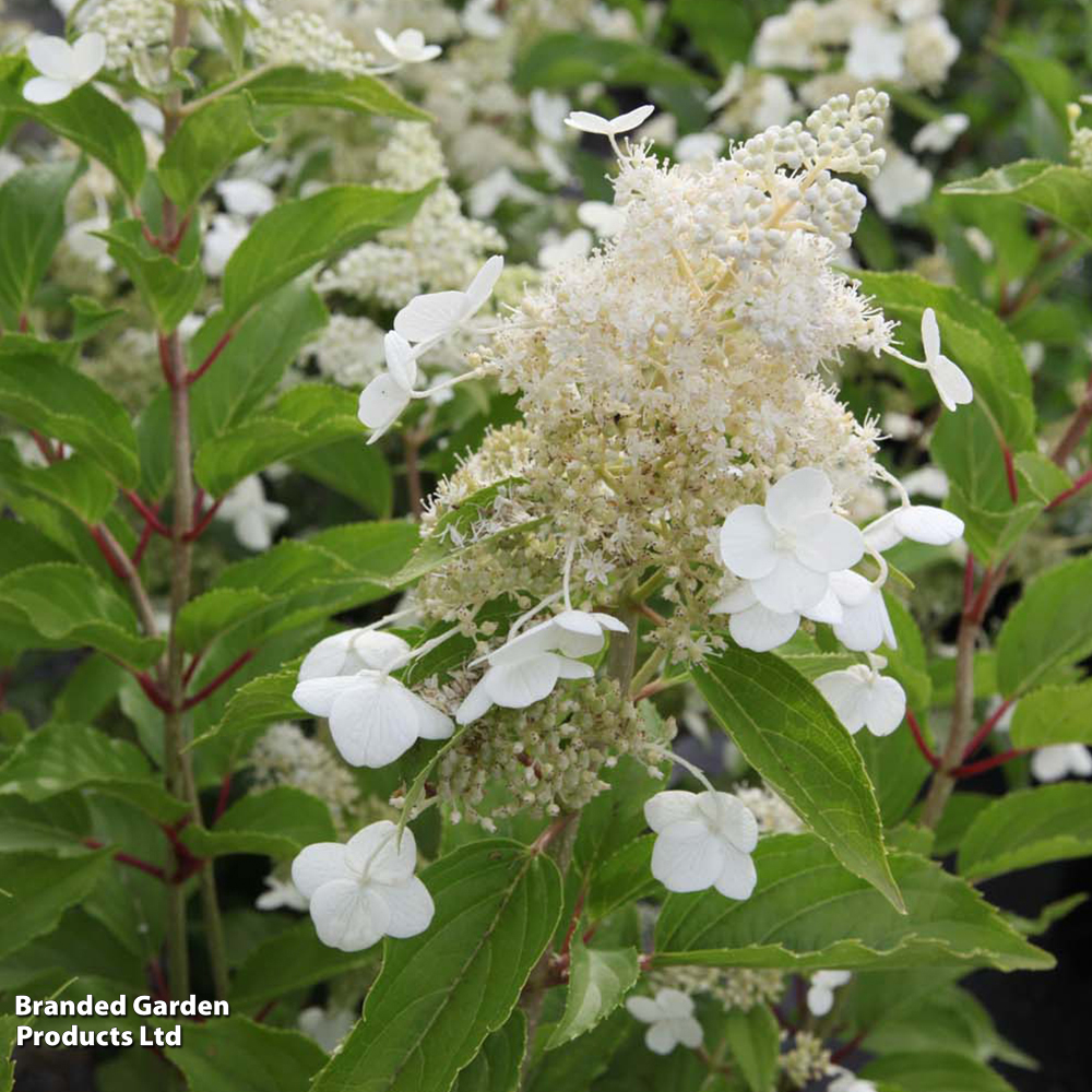 Hydrangea paniculata 'Kyushu' image