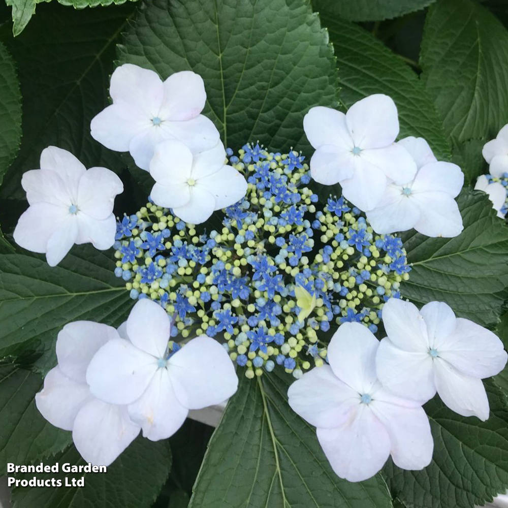 Hydrangea macrophylla 'Lanarth White' image