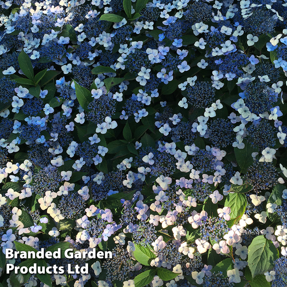 Hydrangea serrata 'Magic Pillow' image