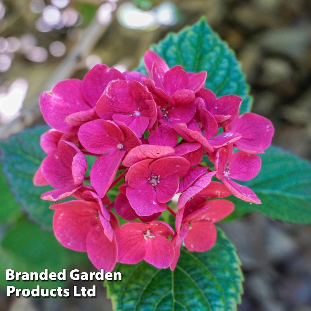 Hydrangea macrophylla 'Merveille Sanguine' image