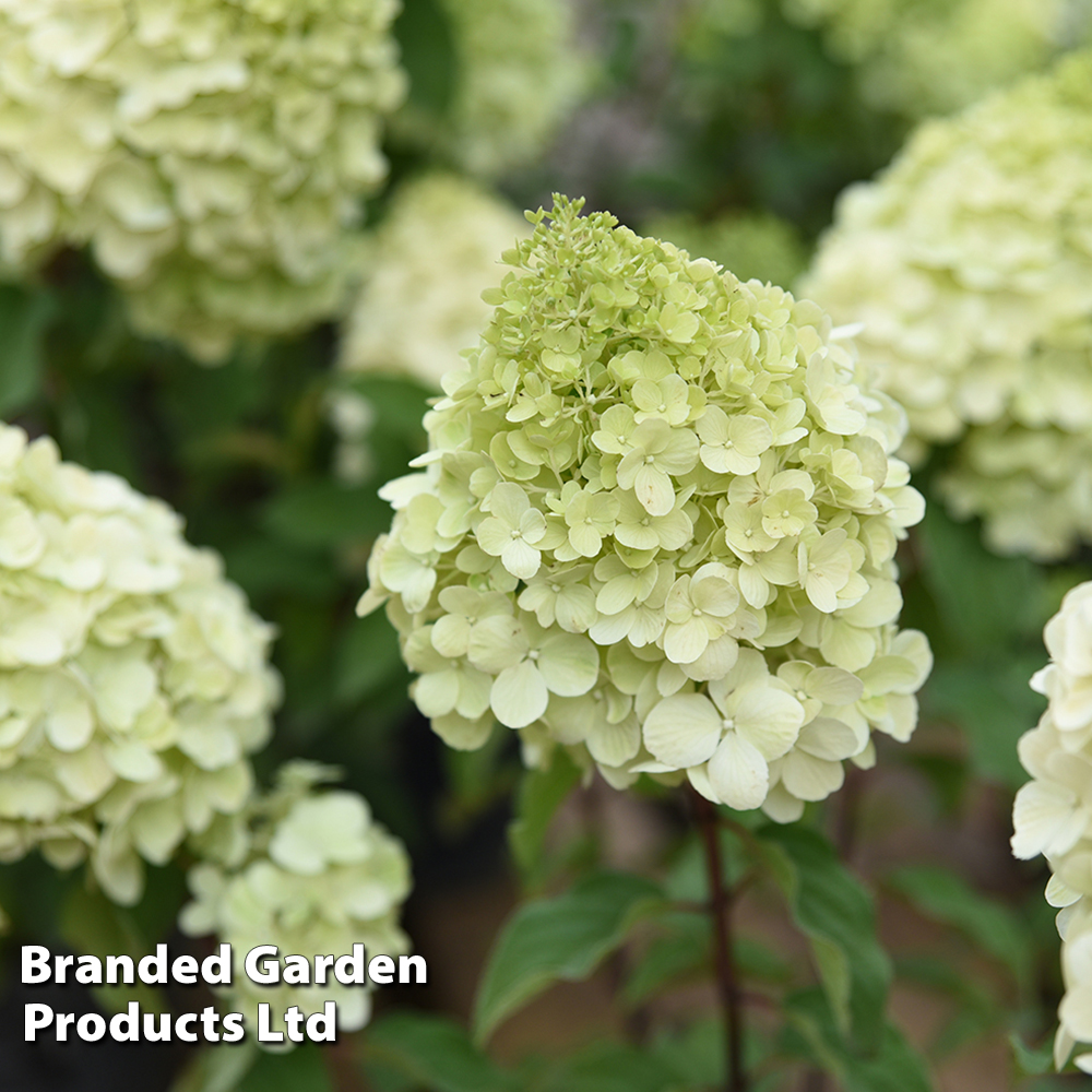 Hydrangea paniculata 'Polar Bear' image