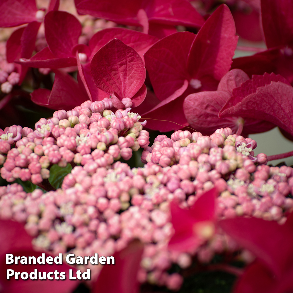 Hydrangea macrophylla 'Rotschwanz' image