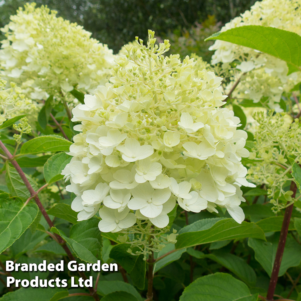 Hydrangea paniculata 'Silver Dollar' image