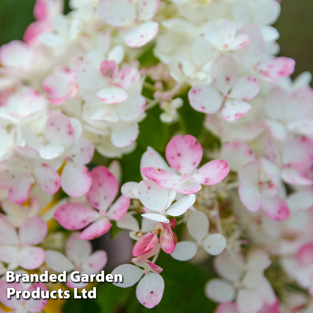 Hydrangea paniculata 'Tickled Pink' image