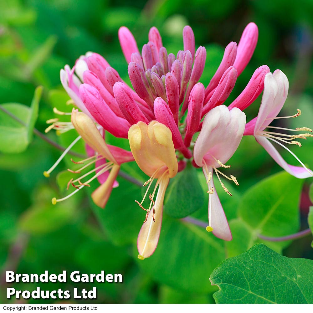 Honeysuckle 'Serotina' image